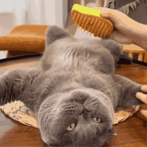 Cepillado en gatos